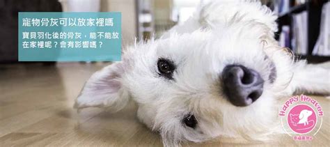 家裡可以擺永生花嗎|永生花可以放家裡嗎？